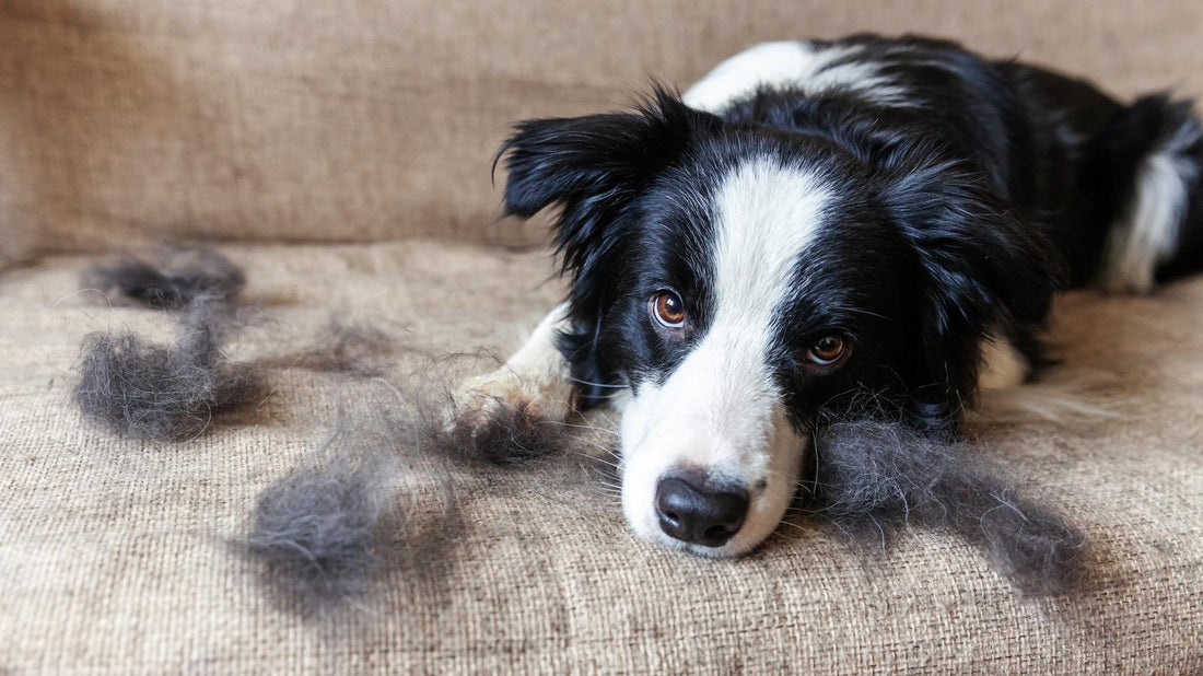 Why Is My Dog Shedding So Much? Causes + Easy Fixes