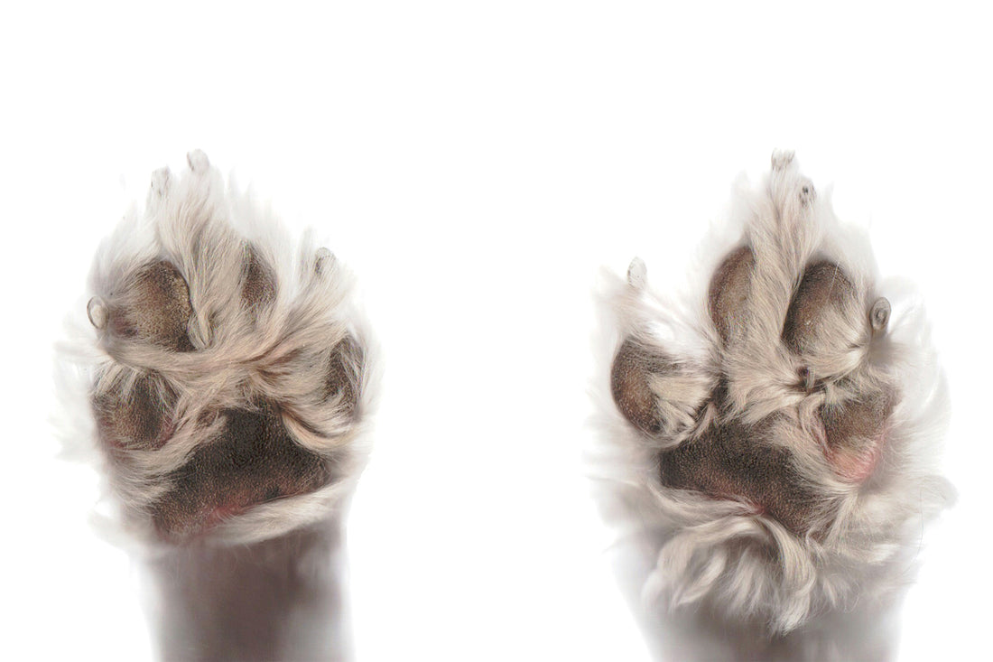 Signs Your Dog’s Nails Are Too Long + Safe Trimming Tips