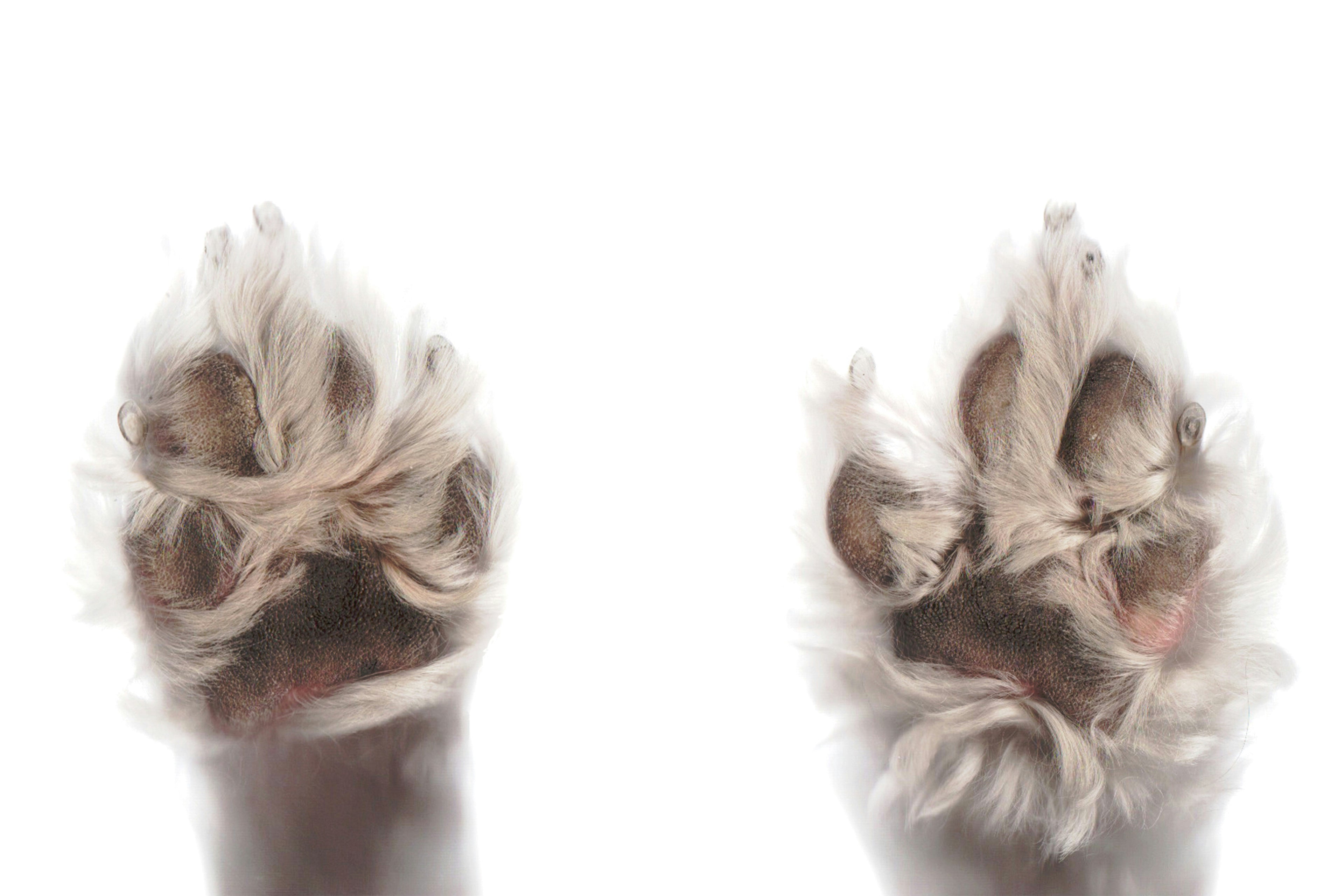 Signs Your Dog’s Nails Are Too Long + Safe Trimming Tips